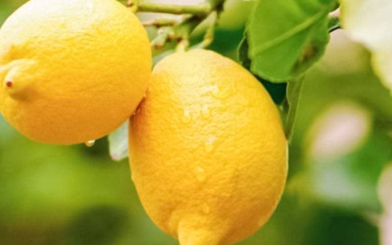 Conheça alguns dos benefícios do limão para a saúde