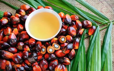 Vitamina E do óleo de palma eficaz contra cancro do fígado