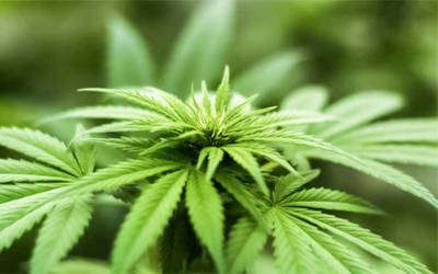 Consumo de cannabis diminui reatividade ao stress