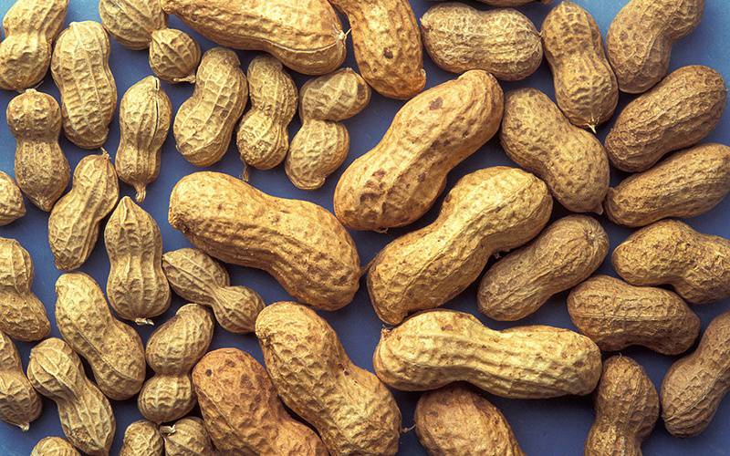 Tratamento com amendoins diminui risco de reações alérgicas graves