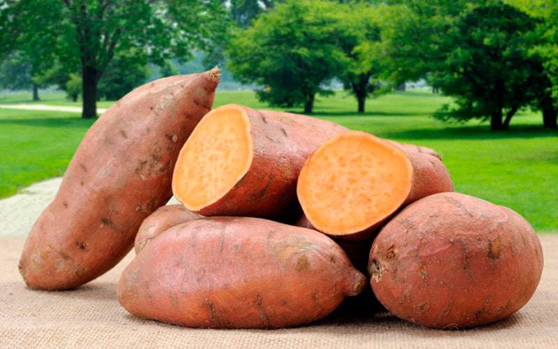 Batata-doce pode ter propriedades anticancerígenas