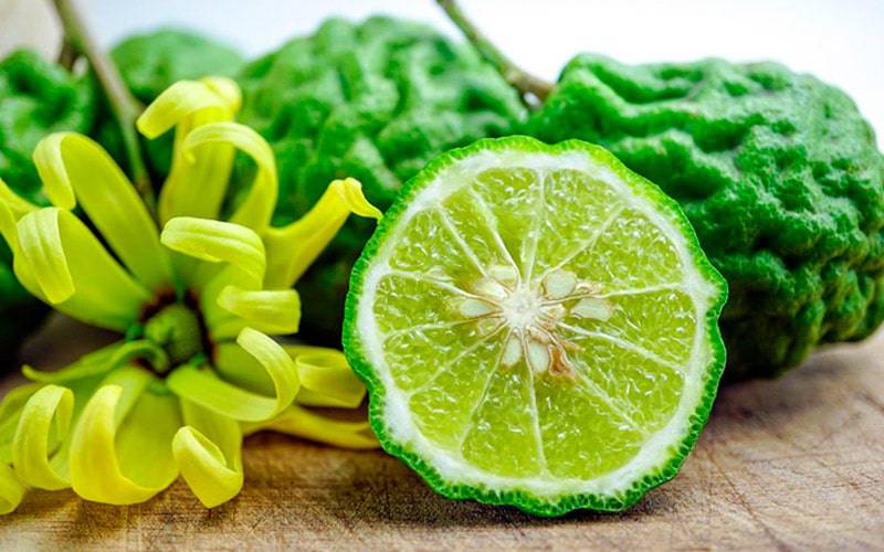 Extrato de bergamota pode ter propriedades anticancerígenas