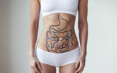 Micróbios intestinais desempenham papel importante na anorexia