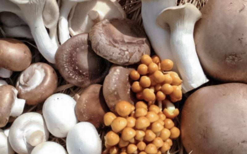 Cogumelos fornecem doses adequadas de vitamina D