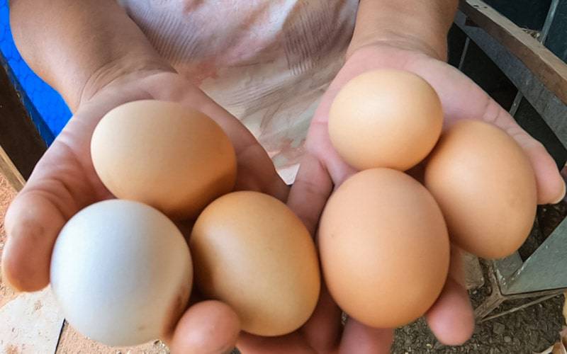 Ovos devem fazer parte de uma dieta saudável