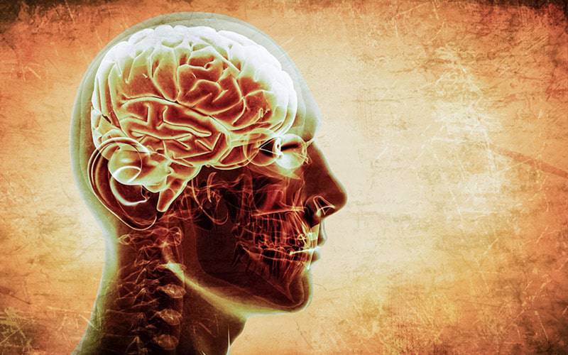 Citicolina aumenta níveis de neurotransmissores no cérebro