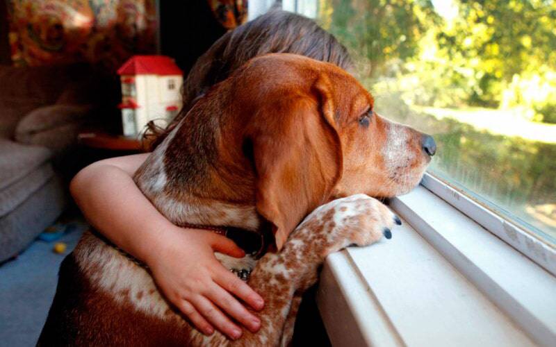 Comportamentos de ansiedade podem passar de donos para cães
