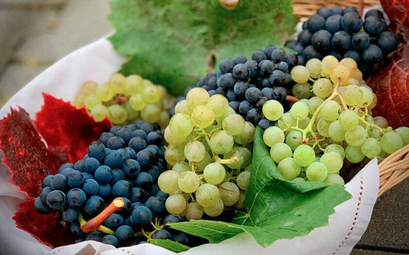 Compostos das uvas podem eliminar células cancerígenas