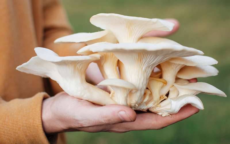 Cogumelos podem prevenir desenvolvimento de demência