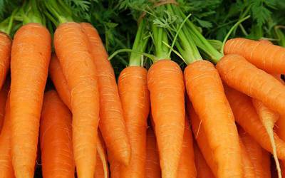 Consumo de cenoura pode alterar sabor do leite materno