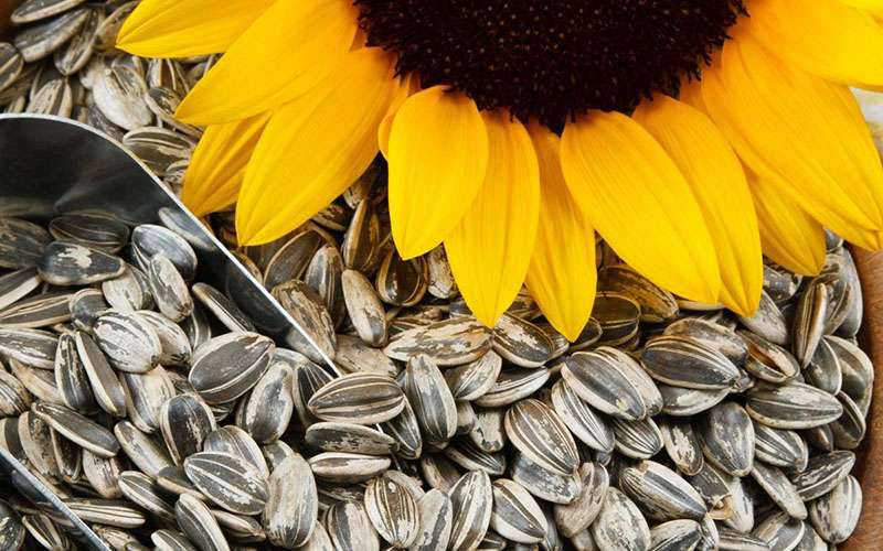 Descubra os benefícios das sementes de girassol para a saúde