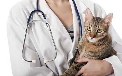 Só 40% dos gatos fazem consultas periódicas no médico veterinário