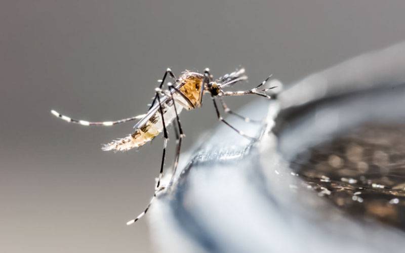 Nova vacina promete tratar doenças transmitidas por mosquitos