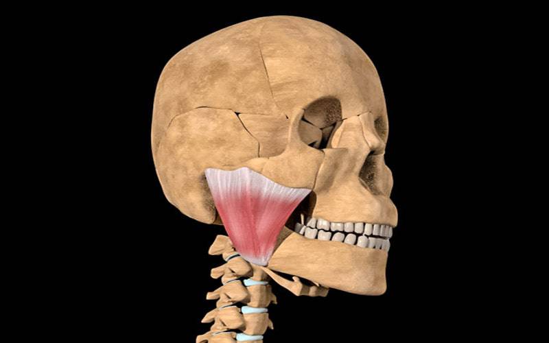 Descoberto novo músculo na mandíbula