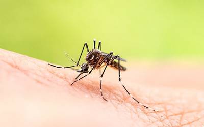 Cor da roupa pode atrair mais picadas de mosquitos