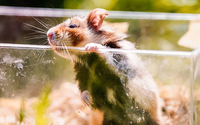 Hamsters podem transmitir Covid-19 aos humanos