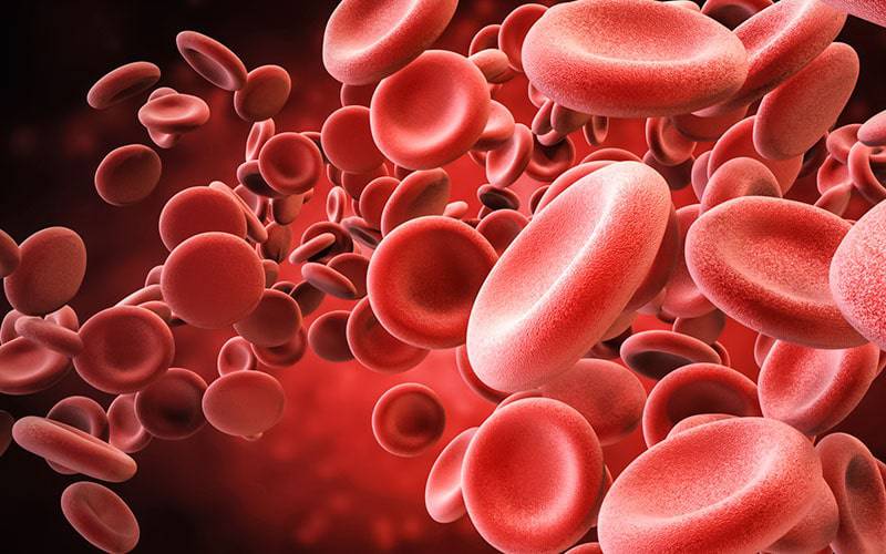 Glóbulos vermelhos podem ajudar a prever risco de morte e enfarte
