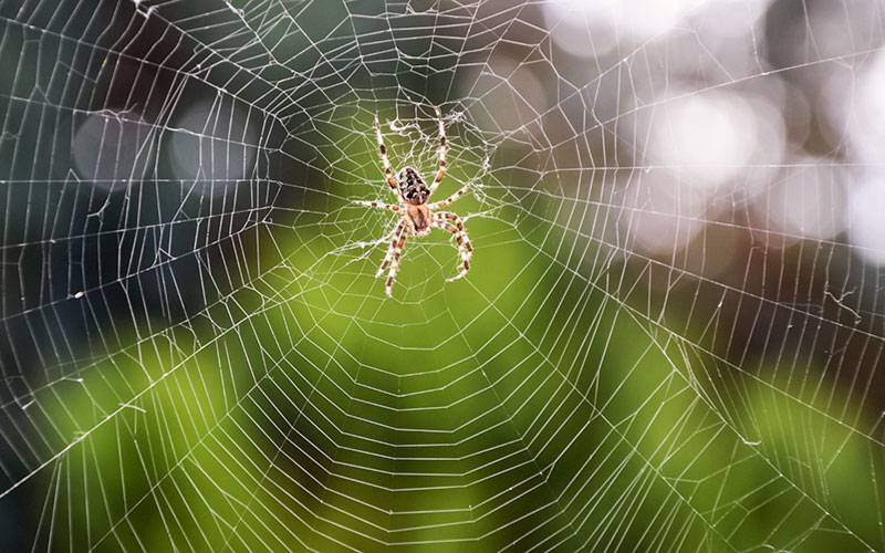 Teia de aranha pode ser eficaz no tratamento contra o cancro
