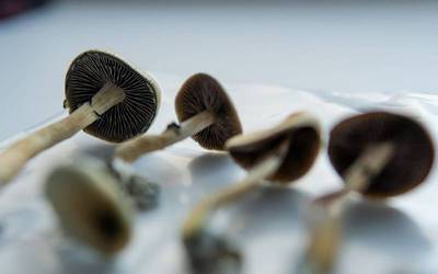 Composto alucinógeno de cogumelo revela eficácia contra depressão