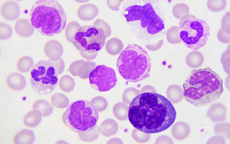 Descobertas informações sobre maturidade de células linfoides