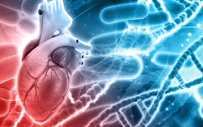 Mapeamento genético prevê probabilidade de problemas cardíacos