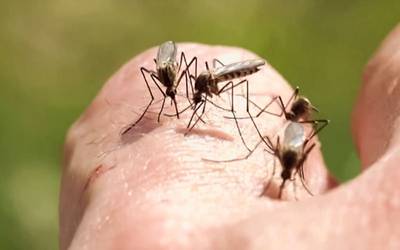 Descoberta pode melhorar estratégias de combate à malária