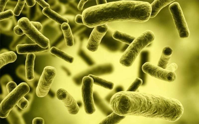 Bactérias probióticas aumentam eficácia de fármaco para cancro
