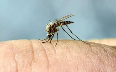 Saliva de mosquito pode conter febre amarela, dengue e zika