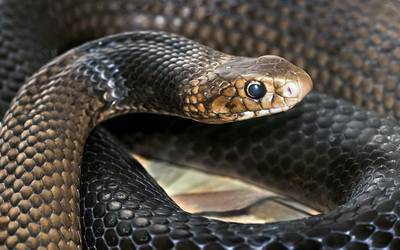 Veneno das cobras mais mortais do mundo pode parar hemorragias