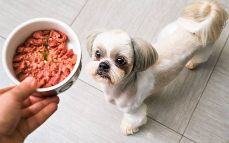 Dar carne crua ao cão pode ser prejudicial para a saúde do dono