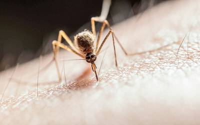 Determinados vírus tornam os humanos mais atraentes a mosquitos