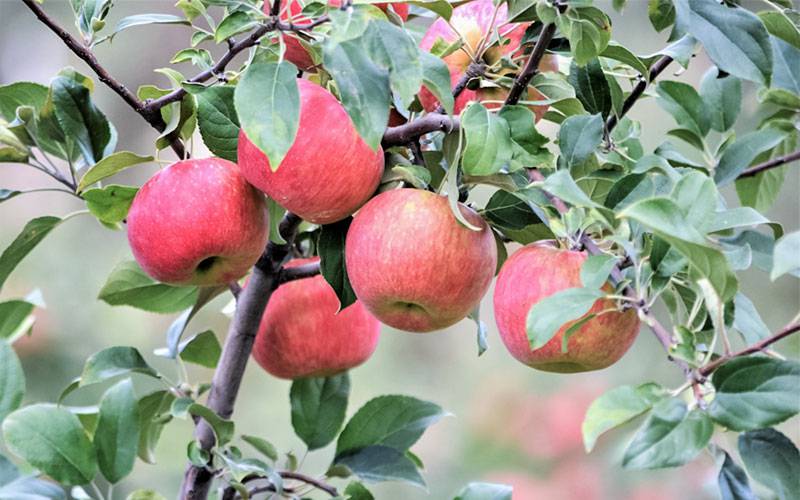 Nanossensor deteta pesticidas na casca de frutas