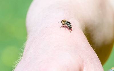 Picada de abelha: dicas essenciais para aliviar a dor