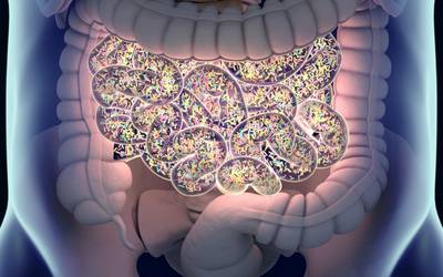Células imunitárias no intestino têm uma queda por açúcar