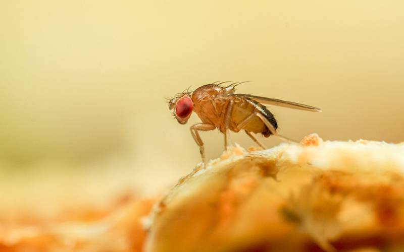 Cientistas estudam moscas da fruta para entender a depressão