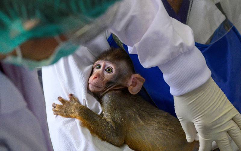 Vacinação para HIV promissora em macacos rhesus