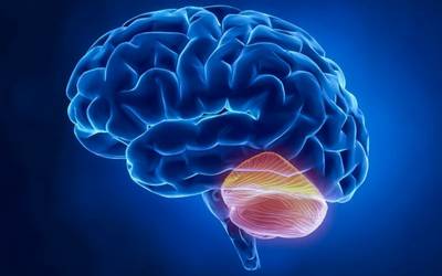 Cientistas descobrem nova função do cerebelo