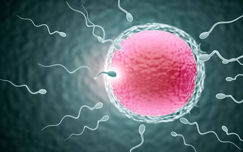 Concentração de esperma está a diminuir globalmente