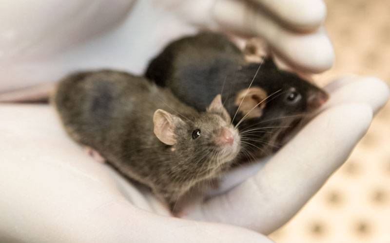 Nova droga provoca efeito antidepressivo em ratinhos em 2 horas