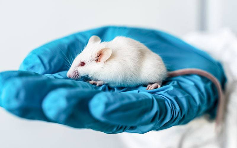 Tratamento retarda doença neurodegenerativa em ratinhos
