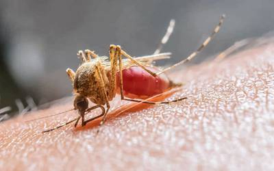 Feixe de luz infravermelha pode ser usado para detetar malária