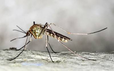 Mosquitos super-resistentes na Ásia representam ameaça crescente