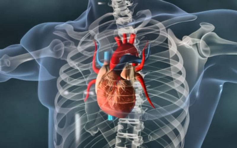 Serotonina pode contribuir para doenças das válvulas cardíacas
