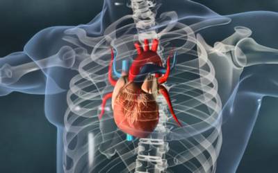 Serotonina pode contribuir para doenças das válvulas cardíacas