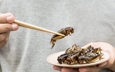 Maioria das pessoas vê insetos como alimento no futuro