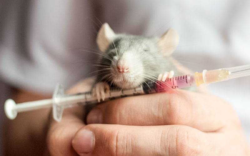 Injeção diminui estado de embriaguez em animais