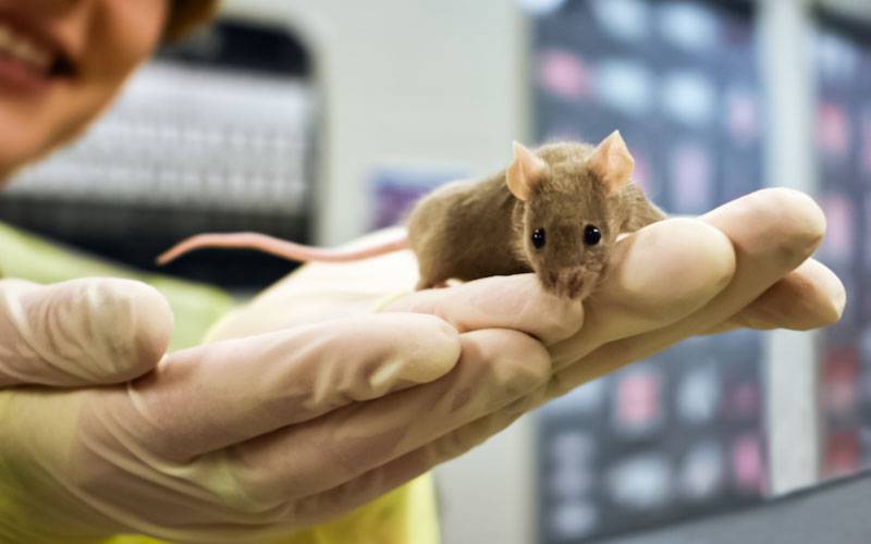 Lamotrigina alivia comportamento associado ao autismo em ratinhos