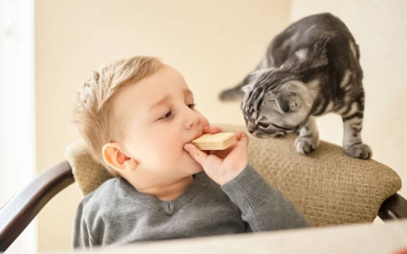 Viver com cães ou gatos associado a menos alergias alimentares