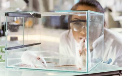 Medicação em forma de gel impede tumores cerebrais em ratinhos