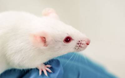 Stress aumenta risco de Alzheimer em ratinhos fêmeas